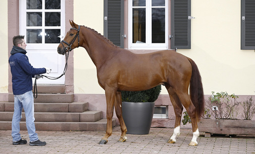 Die Sport Pferde Zucht Galmbacher hat sich seit ihrer Gründung 2001 einen hervorragenden Ruf für besondere, gut ausgebildete Pferde erworben. - © Bild: Galmbacher Sport Pferde Zucht / Reumann
