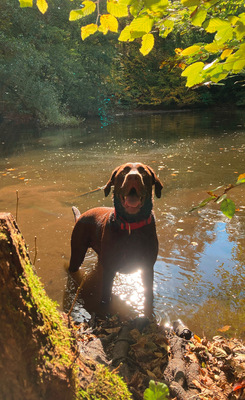 Frigo - das beliebte RS Maskottchen und treuer Begleiter von Nico Braun.