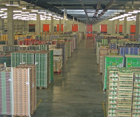 Eindruck aus dem großräumigen Flächenlager mit 4596 m2 Grundfläche und 
einem Volumen von 37182 m3. Täglich werden hier 144 t Obst und Gemüse 
eingebracht und dort elf bis 15 Stunden zwischengelagert
