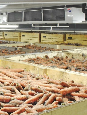 Möhren (ungewaschen) bis unter die Decke gestapelt.
