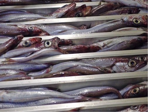 Dicht an dicht: Rund 10 kg wiegt ein Block gefrorenen Fischs, wenn er nach 
zwei Stunden aus dem Plattengefrierapparat kommt.
