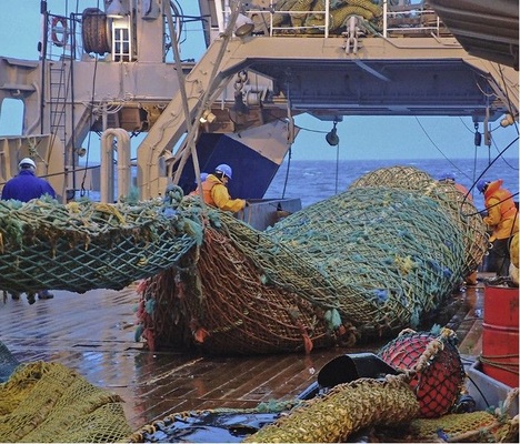 Der erste Hol: An diesem Fang mussten die Platten­gefrierapparate zeigen, 
dass GEA qualitativ hochwertige Arbeit geleistet hat.
