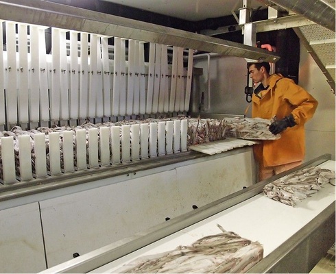 Fangfrisch eingefroren: Aus den neuen, dreilagigen Plattengefrierapparaten 
kommen je 114 gefrorene Blöcke. Insgesamt kann jeder Froster bis zu 12 
Tonnen täglich gefrieren.
