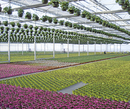 Das neue Pflanzen- und Logistikzentrum der Inntalgärtnerei Peschl hat eine 
Fläche von über 30 000 m2, gekühlt und beheizt wird es mit einer 
Wärmepumpenanlage der Viessmann Tochtergesellschaft KWT.

