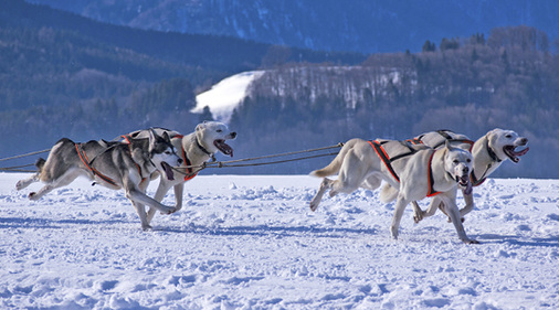 
Passend zum Thema Kälte“ könnte ein Vortrag über Reise z. B. durch 
Nordschweden die Besucher erfreuen.

 - © Bild: photos.com

