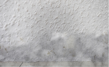 Fast jeder sechste Deutsche hat zu Hause Schimmel an den Wänden.


