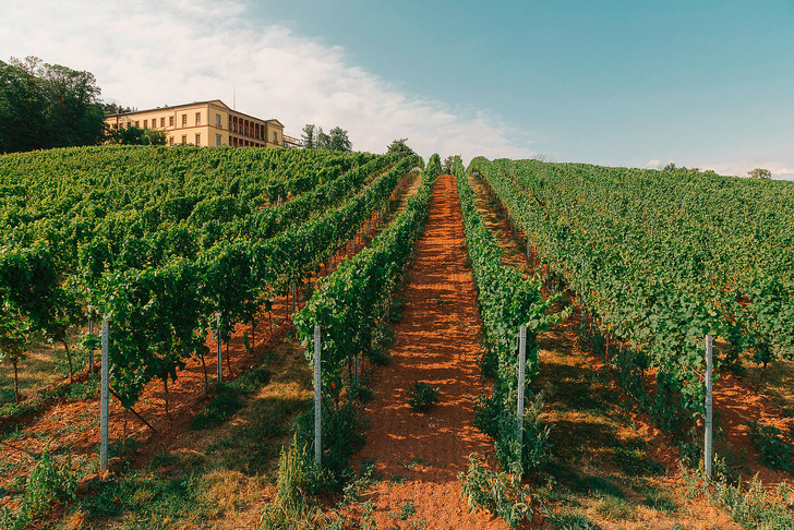 Familie Schneider produziert regionale und qualitativ hochwertige Weine. - © Bild: Consulat des Weins
