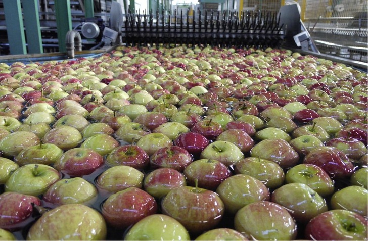 Die heutige Sachsenobst Vermarktungsgesellschaft mbH in Dürrweitzschen hat das ehemalige LPGApfellager kältetechnisch völlig modernisiert.