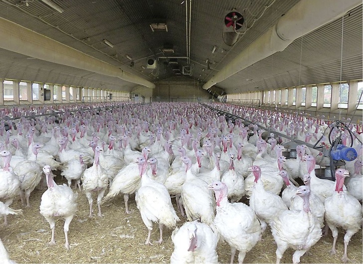 Das Wohlbefinden und die Gesundheit der Tiere ist unter anderem auch von der Temperatur abhängig. Dieser Putenstall wird mit Kühlschläuchen gekühlt.