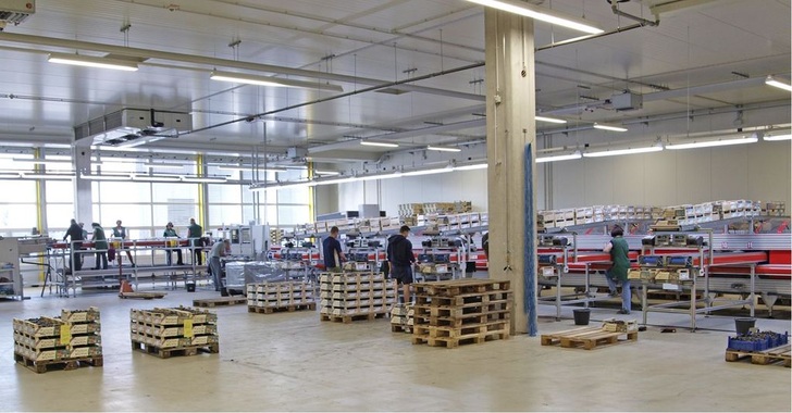 Bei angenehmen, zugluftfreien 18 bis 20 °C sortieren zehn Mitarbeiter Süßkirschen nach Farbe und Größe.