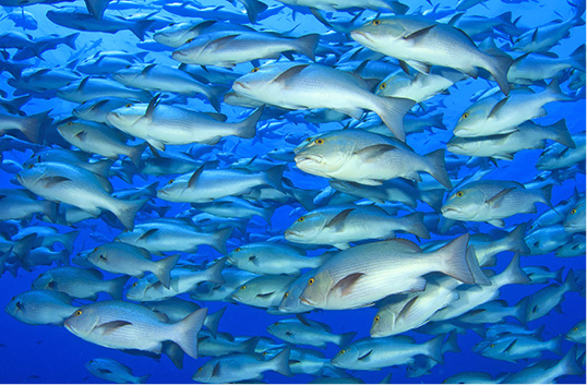 Damit der Fisch es gut hat