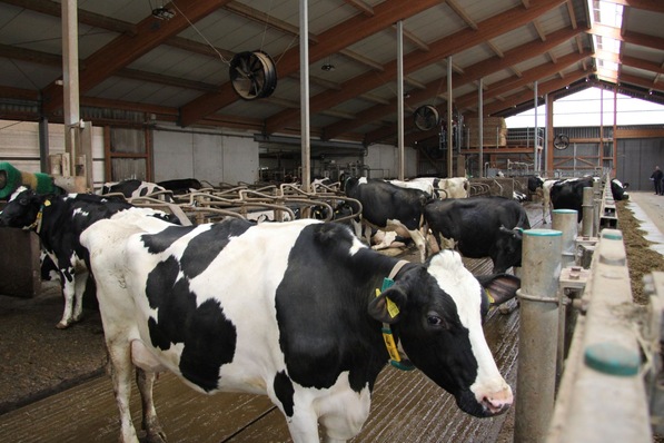 Die hängende Montage im Stall in Aalen-Weidenfeld war einfach, weil der schwarze Kunststoffring mit dem Ventilator eine Einheit bildet und die Nachleitfunktion bereits integriert ist.  
