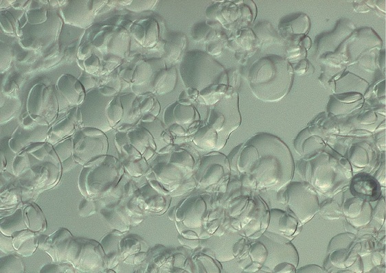 Bild 1: Flüssigeis unter dem Mikroskop. Die einzelnen Eispartikel sind bohnenförmig mit glatter Oberfläche und deshalb gut pumpbar, ohne zu verklumpen