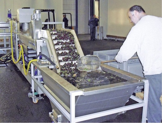 Die Obstvertriebs­gesellschaft Elbe-Obst verarbeitet die Kirschernte aus einem rund 500 Hektar großen Anbaugebiet.